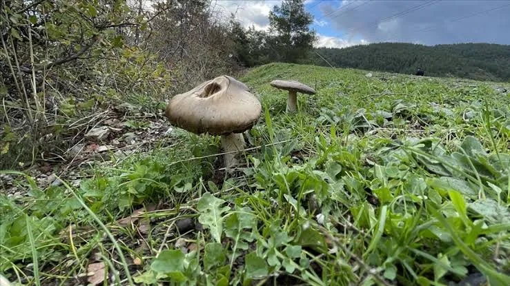 İnegöl'de doğada topladığı mantarı yiyen kişi zehirlendi