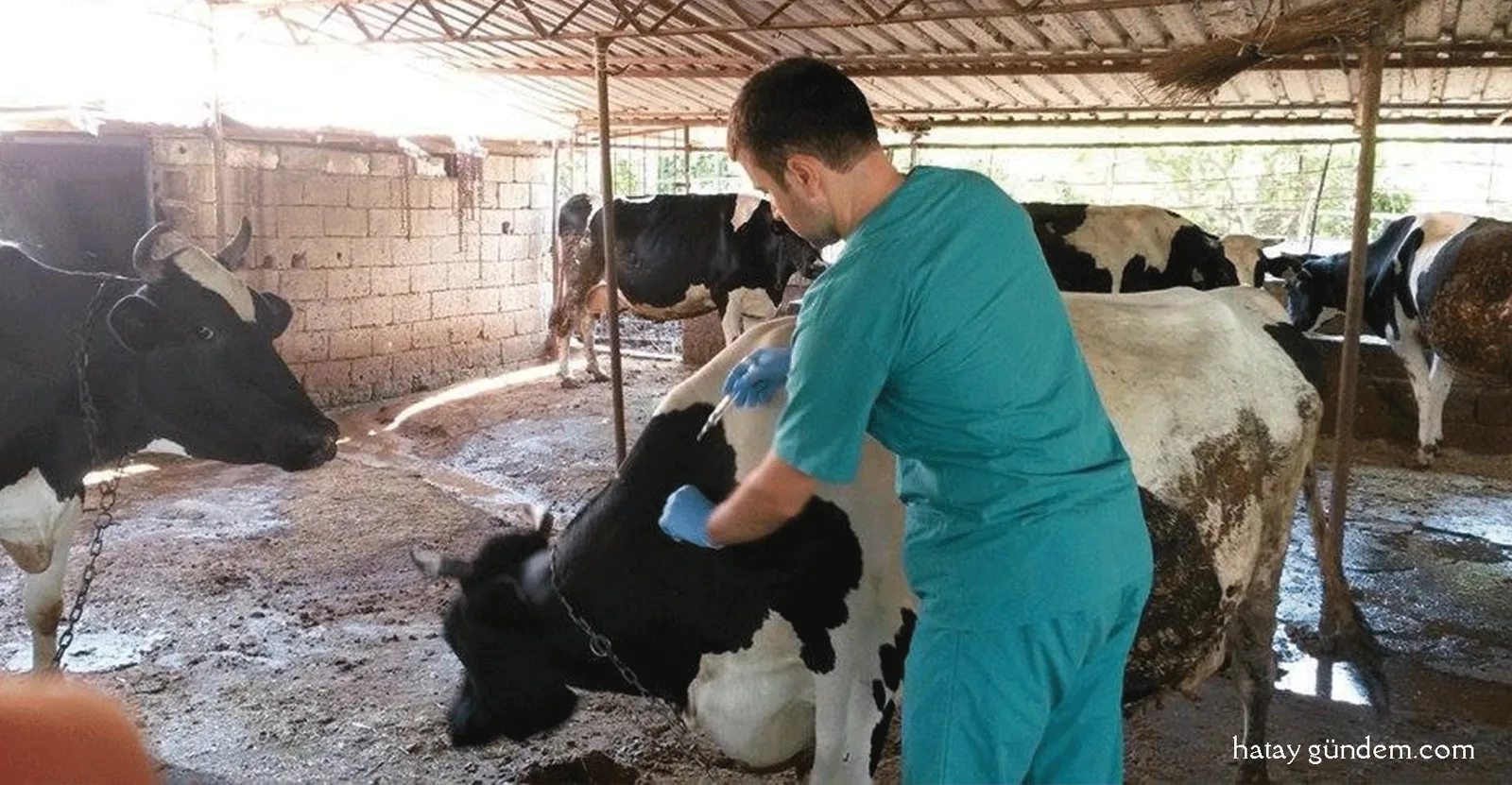 Aşılama başarıyla tamamlandı