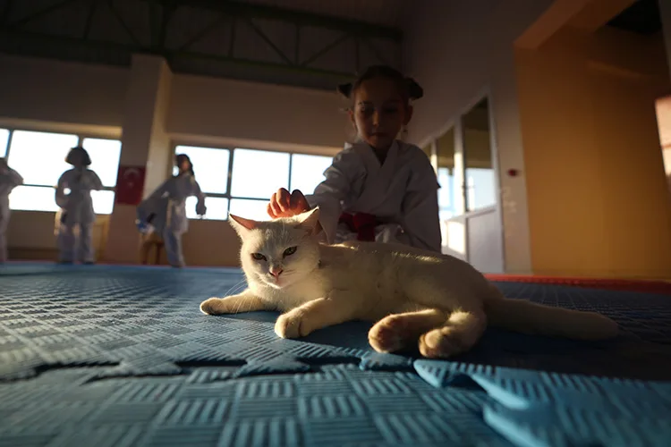 Sevimli kedi "Karate Cat" antrenmanların neşe kaynağı oldu