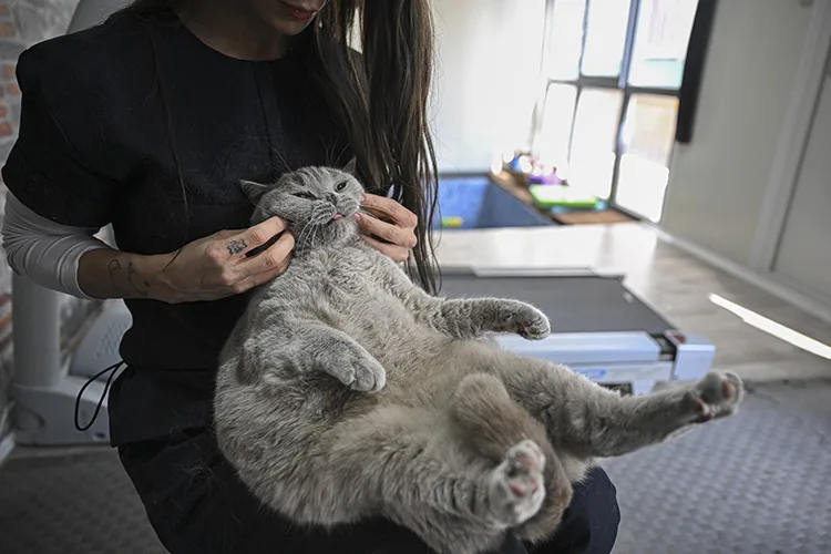 Obez kedi "Şiraz" pilates yaparak ve yüzerek zayıflıyor