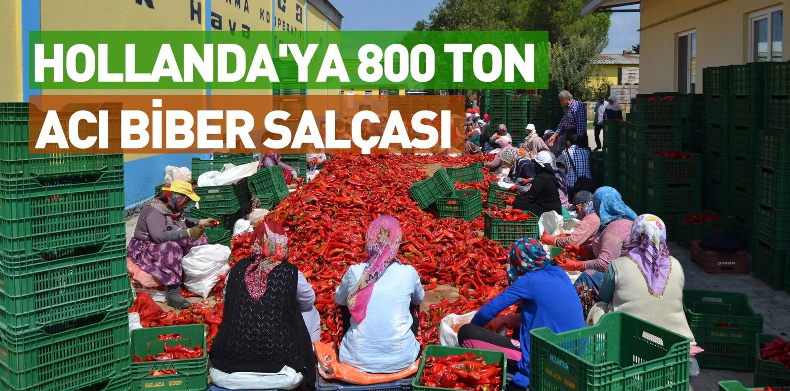 HOLLANDA'YA 800 TON ACI BİBER SALÇASI