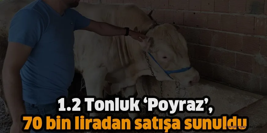 1.2 Tonluk ‘Poyraz’, 70 bin liradan satışa sunuldu