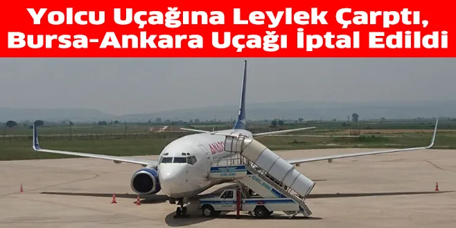 Yolcu Uçağına Leylek Çarptı, Bursa-Ankara Uçağı İptal Edildi
