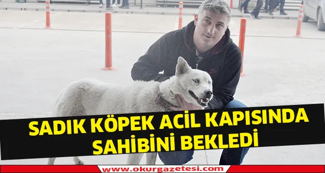 Sadık köpek acil kapısında sahibini böyle bekledi