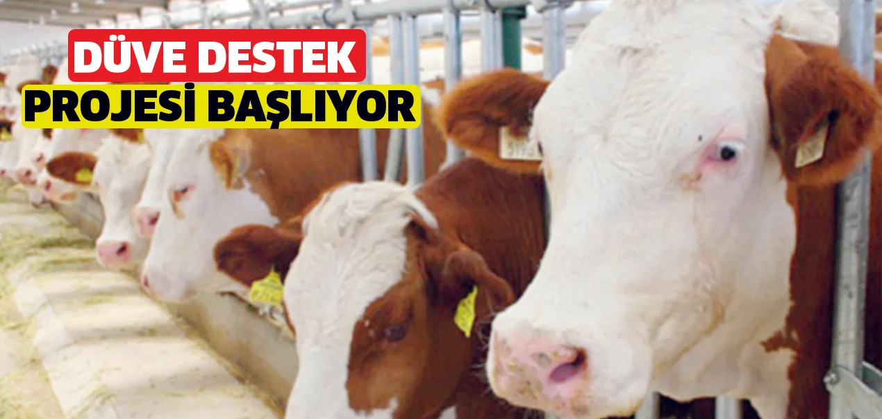 Düve destek projesi başlıyor