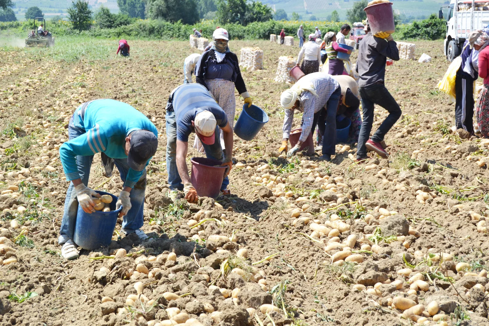 Patates’teki düşüş önlenemiyor