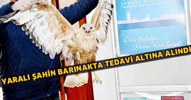 Yaralı şahin barınakta tedavi altına alındı