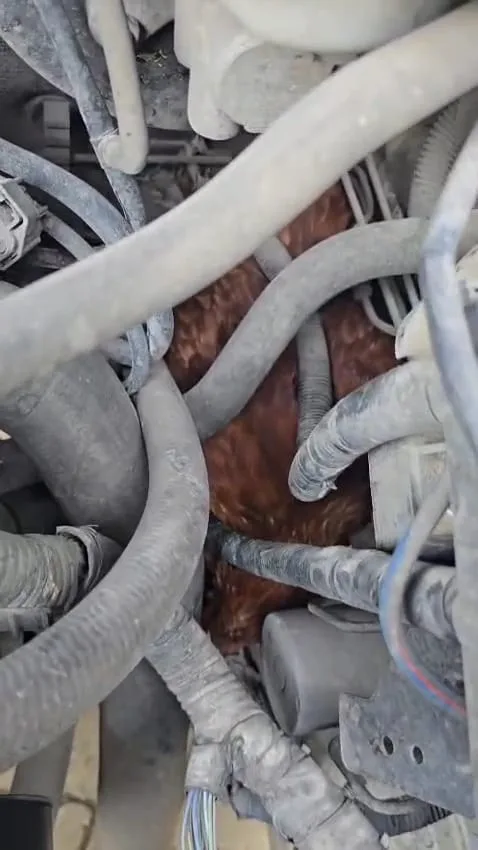 İnegöl’de aracın motor kısmına sıkışan tavuk, 3 gün sonra sıkıştığı yerden çıkarıldı