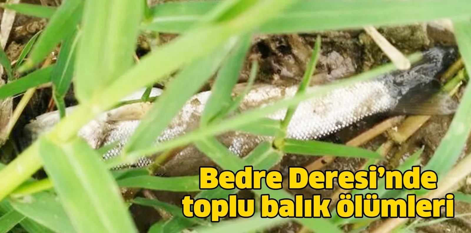 Bedre Deresi'nde toplu balık ölümleri
