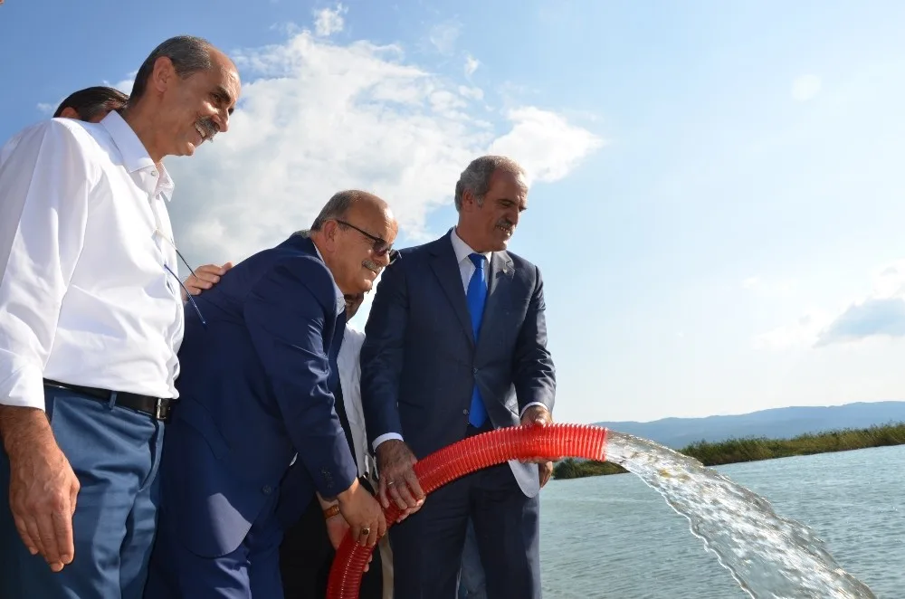 200 Bin Yavru Sazan İznik Gölü İle Buluştu