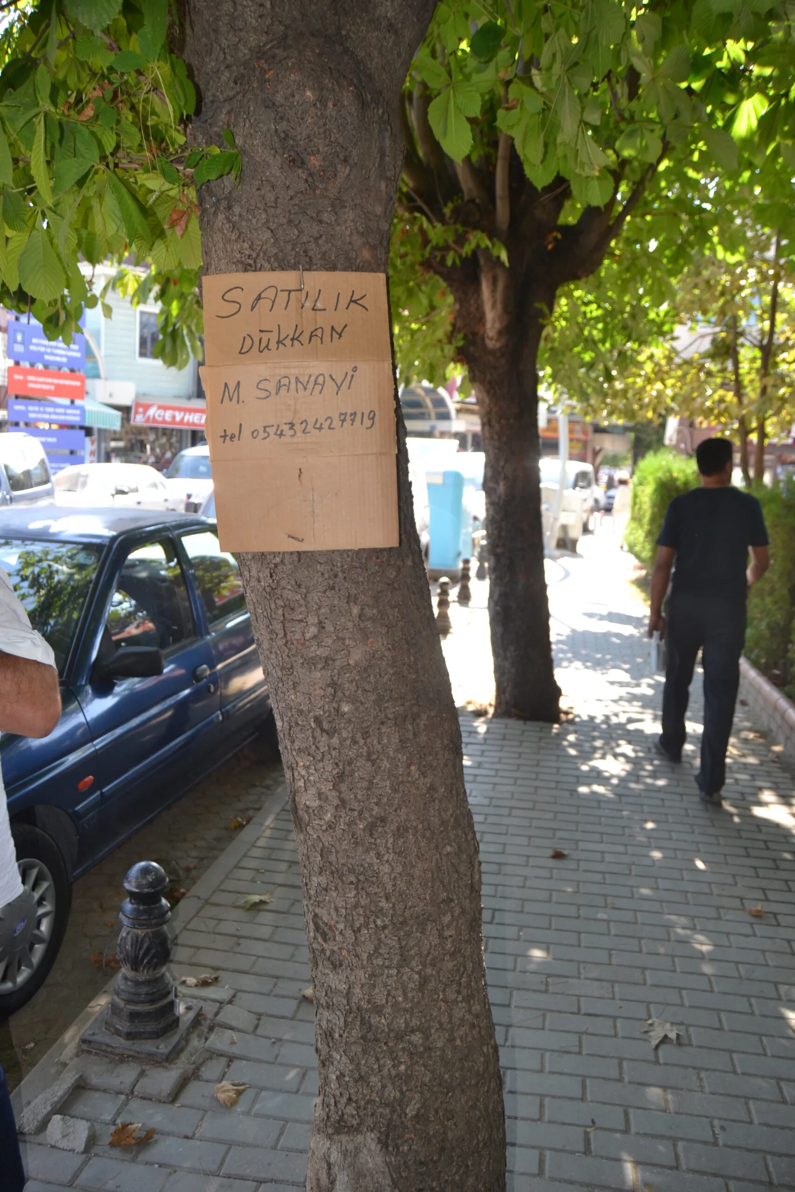 İlan tabelası değil ağaç!