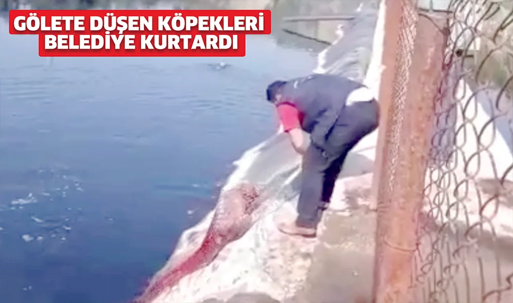 Gölete düşen köpekleri belediye kurtardı