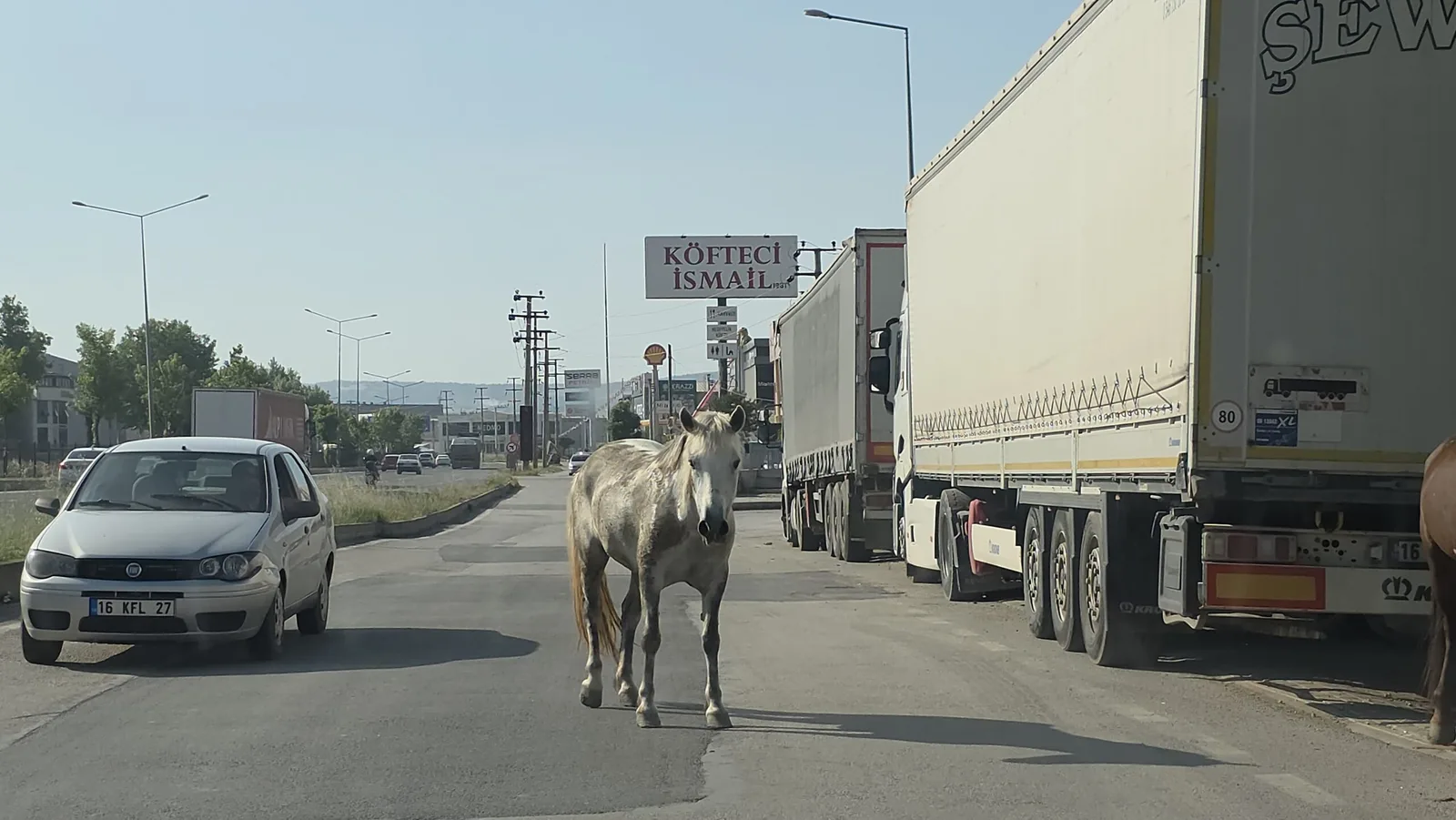 Onlar da gezintiye çıktı