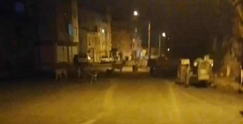 İnegöl'ün o mahallesini köpekler bastı