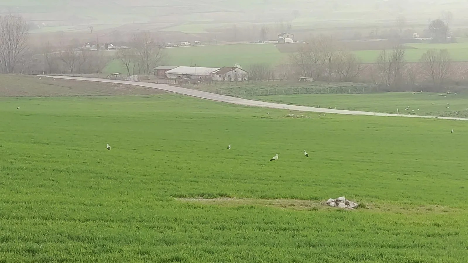 İnegöl’de leyleklerin mekânı bu kez değişti