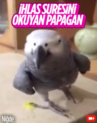 Niğde'deki papağan, İhlas Suresi'ni okuyor
