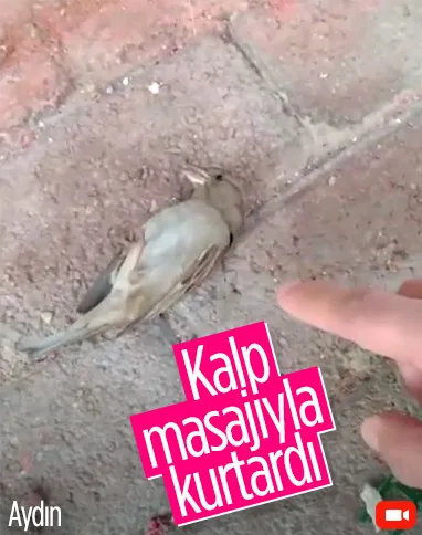 Aydın'da serçeyi hayata döndüren itfaiyeci kamerada