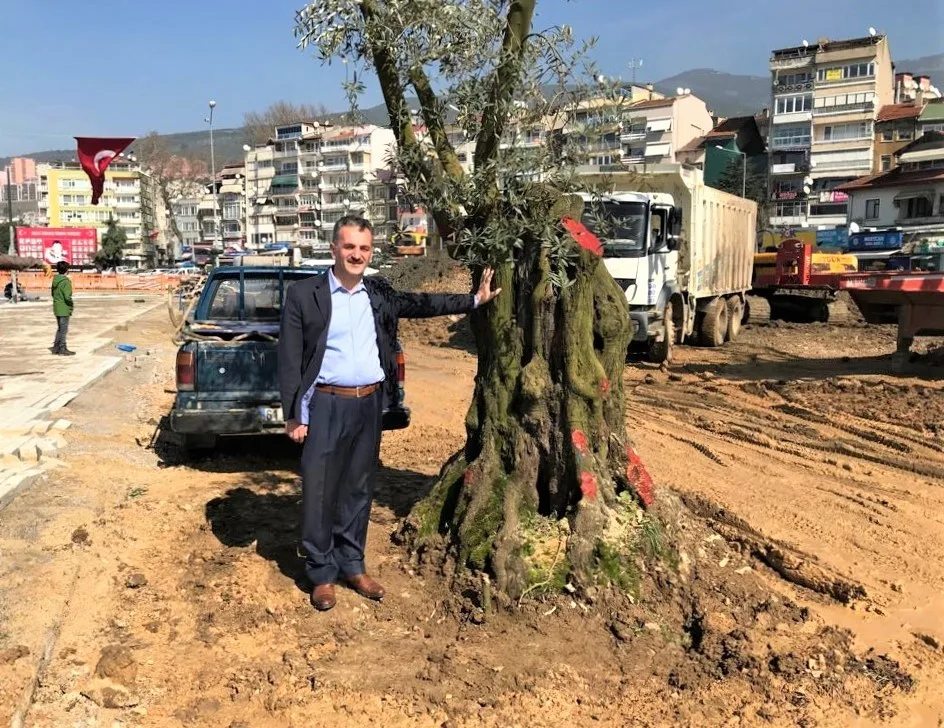 6 Asırlık Zeytin Ağacı Nakledildi