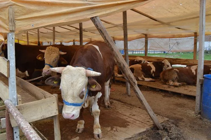 Kurban satışları memnun etti