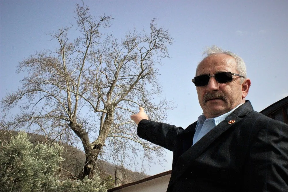 700 Yıllık Çınarı Kurumaya Terk Ettiler
