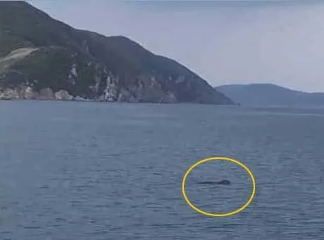 Yıllar sonra Marmara'da görüldü
