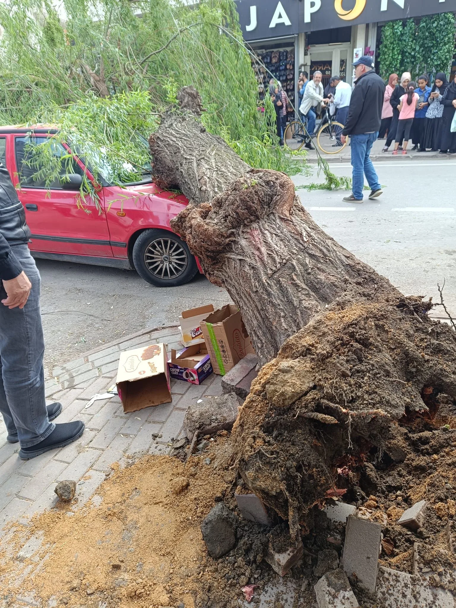 İnegöl'de ağaç, seyir halindeki otomobilin üzerine devrildi