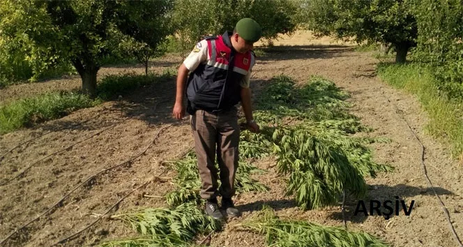 Jandarma'dan uyuşturucu operasyonu