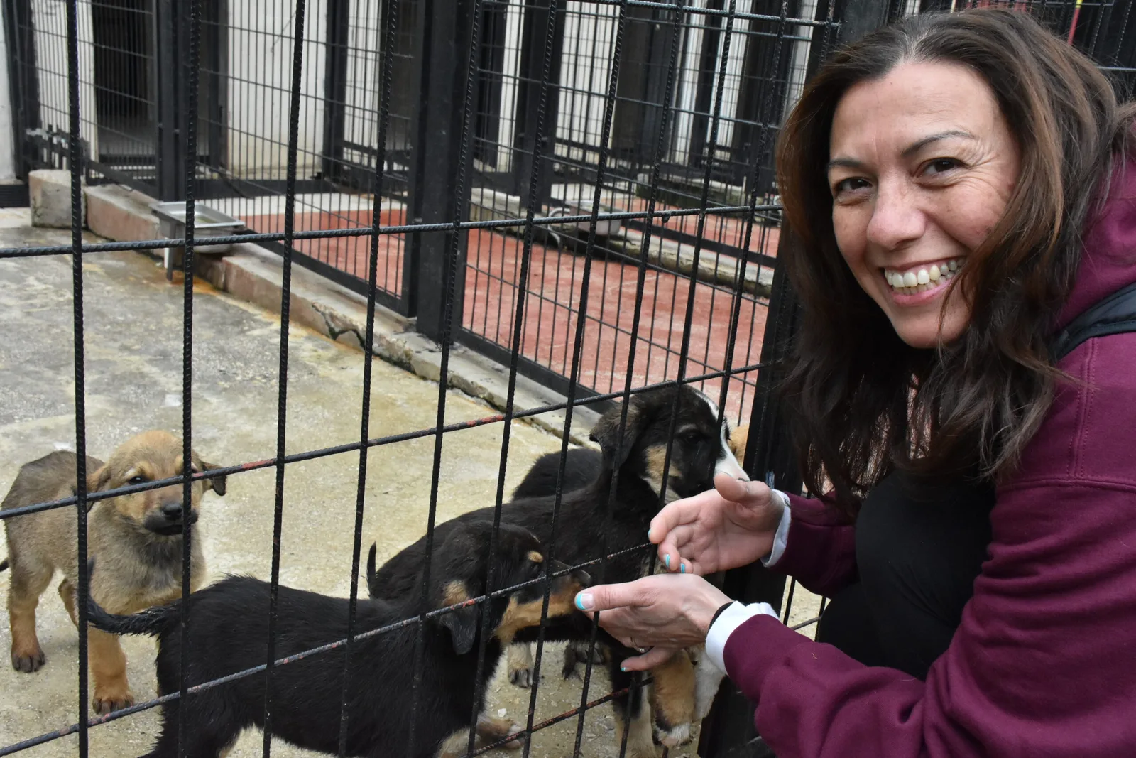 ABD'den gelen hayvansever Bursa'daki barınaktan 4 köpeği sahiplendi