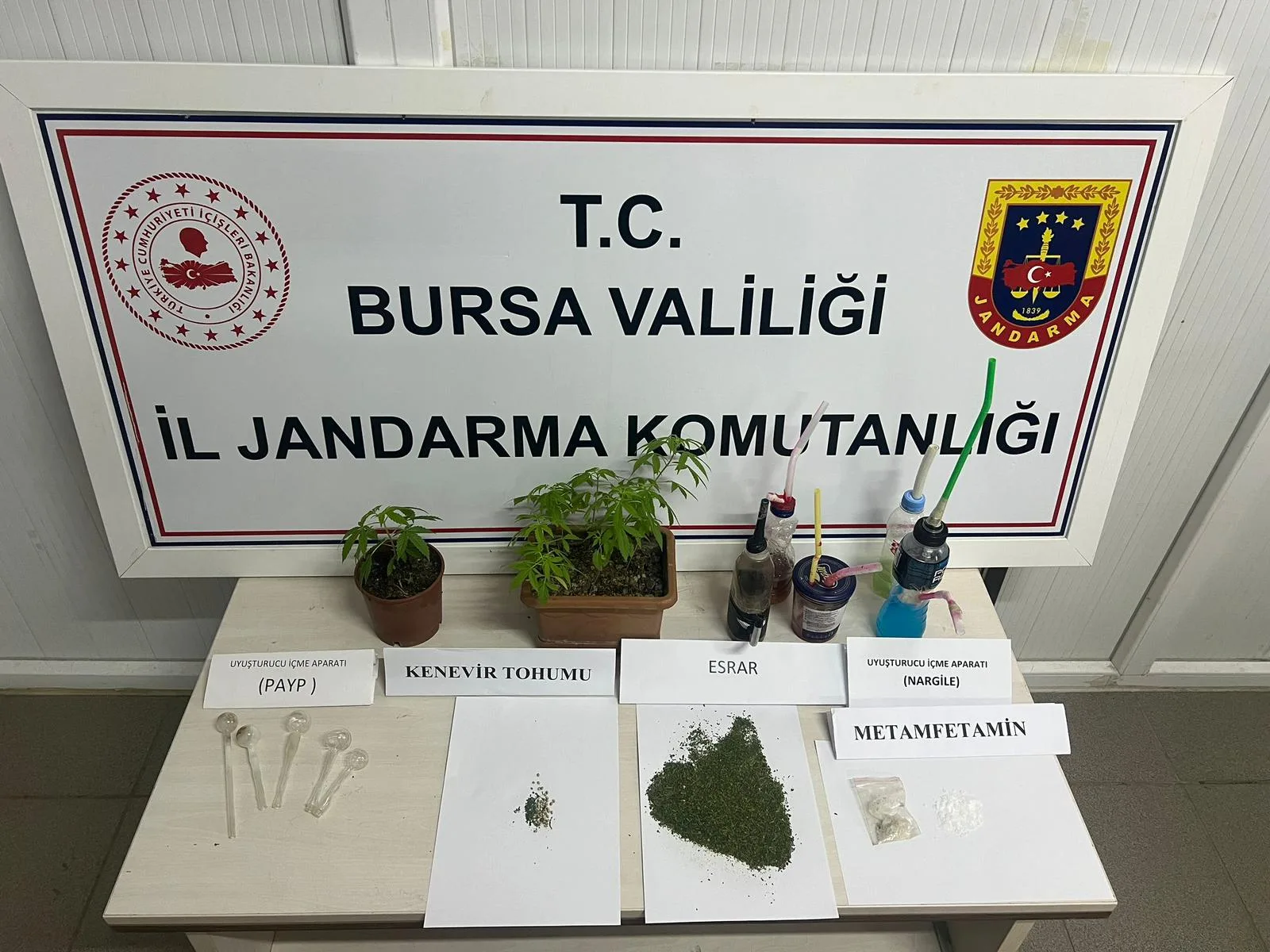 İnegöl'de yasa dışı kenevir ekimi operasyonunda bir şüpheli yakalandı