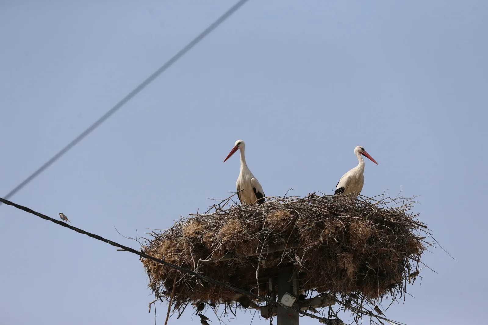 Bitkin düşünce tedavi edilen "Yaren" leyleğin yavrusu yeniden yuvasında