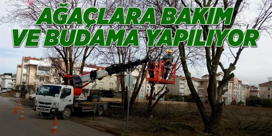 AĞAÇLARA BAKIM VE BUDAMA YAPILIYOR