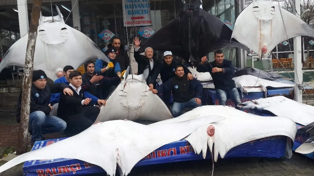 Akdenizin Batmanleri Tezgahları Süsleyince Bilim Dünyası Ayağa Kalktı