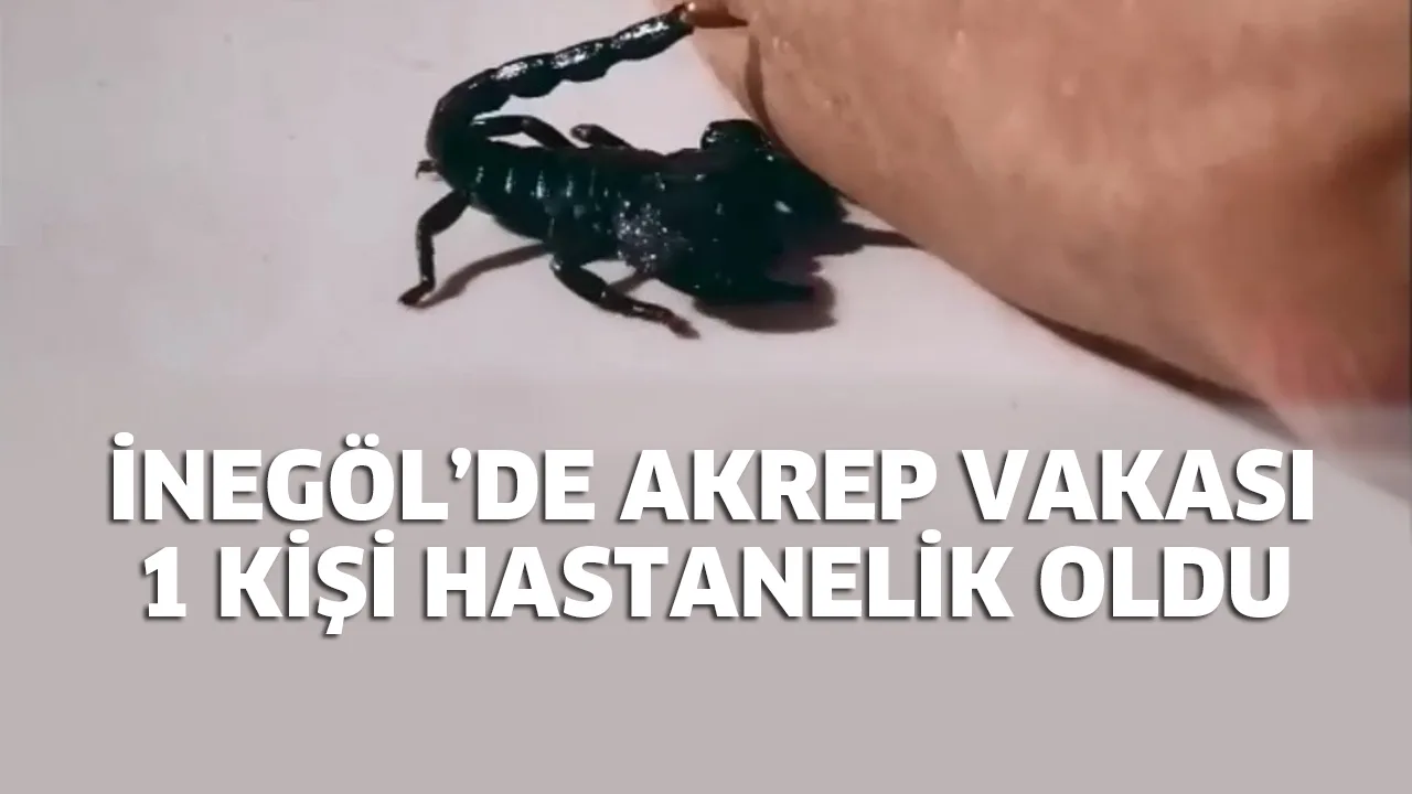 KEMALPAŞA'DA AKREP VAKASI