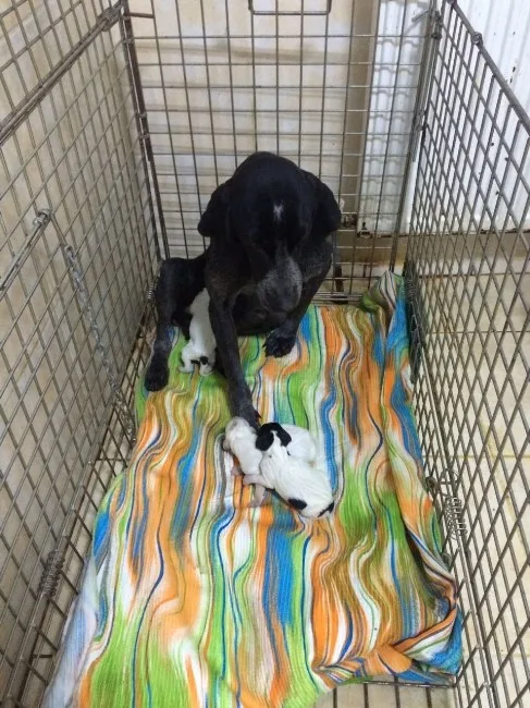 Anne Köpek Ve Yeni Doğan Yavruları Soğuğa Karşı Korumaya Alındı