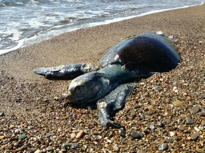 Antalyada Sahile Caretta Caretta Ölüsü Vurdu