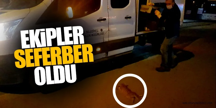 Aracın ezdiği kedi tedavi merkezine götürüldü