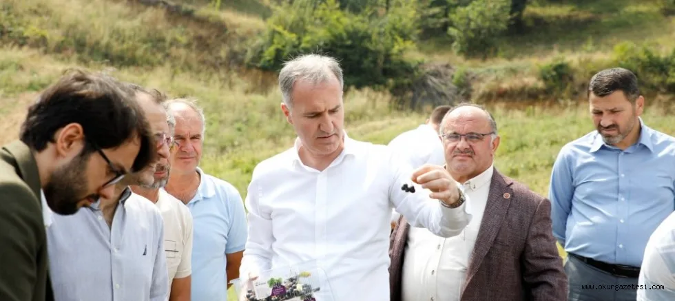 ARONYA HASADI BAŞLADI