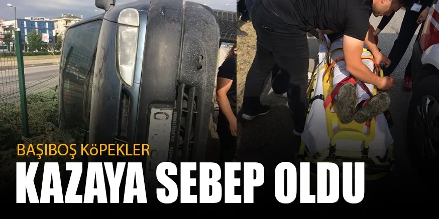 BAŞIBOŞ KöPEKLER KAZAYA SEBEP OLDU