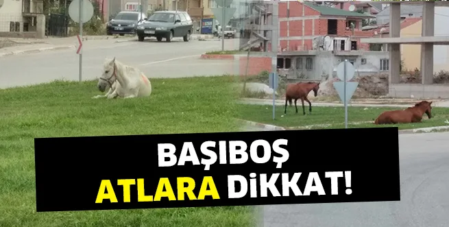 BAŞIBOŞ ATLARA DiKKAT!
