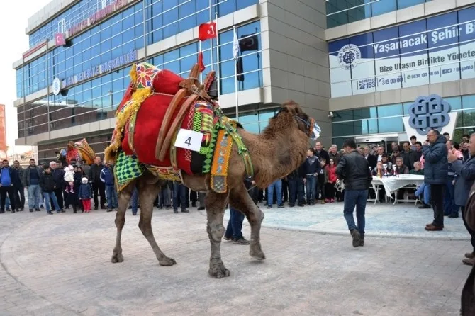Bigada Deve Güzeli Yarışması