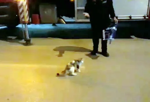 Bir Haftadır Mahsur Kaldığı Yerden İtfaiye Tarafından Kurtarıldı