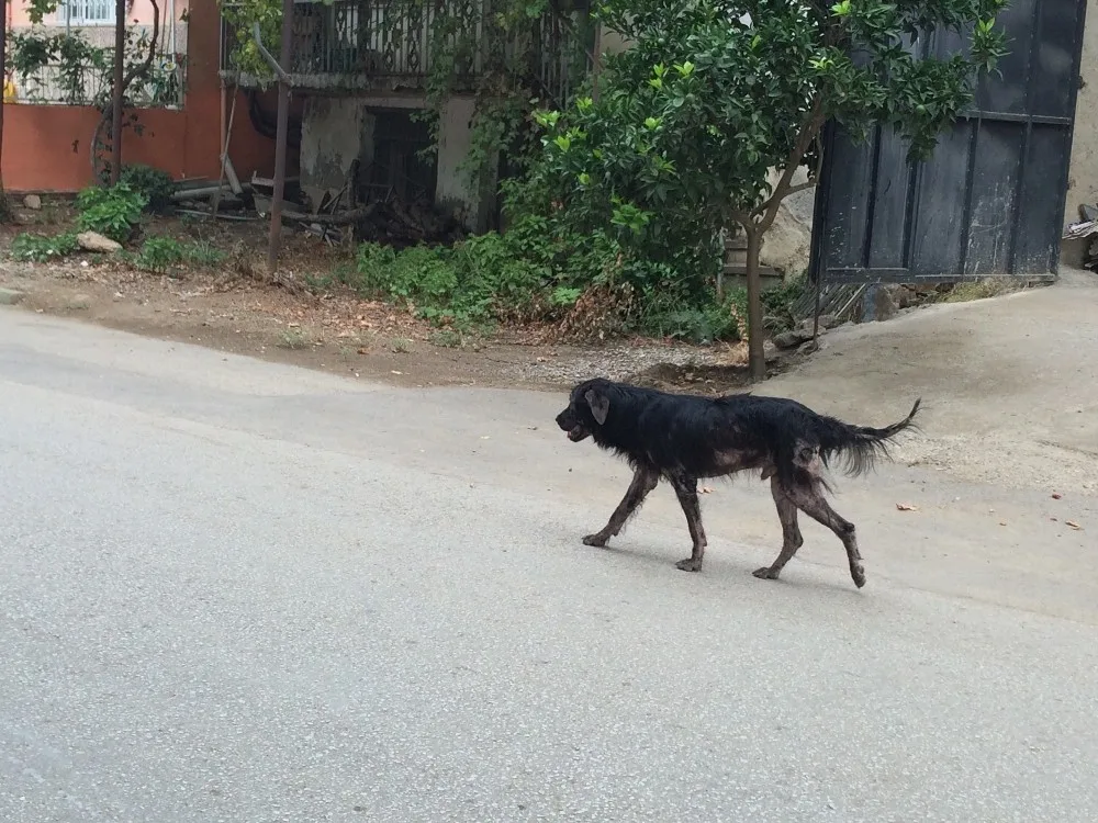 Boyalıcıyı Uyuz Köpekler İstila Etti