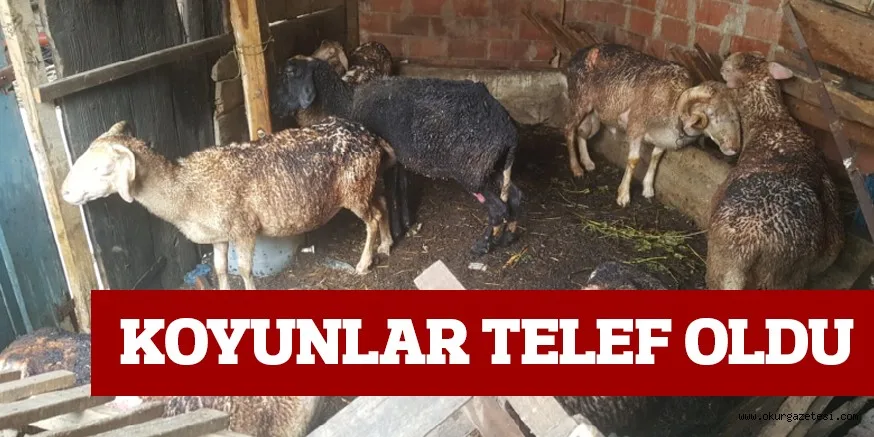 BURSA'DA AHIR YANGINI 4 KİŞİ YARALANDI 10 HAYVAN TELEF OLDU