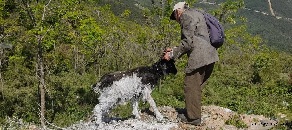 Bursa'da zifte yapışan keçiyi itfaiye ekibi kurtardı