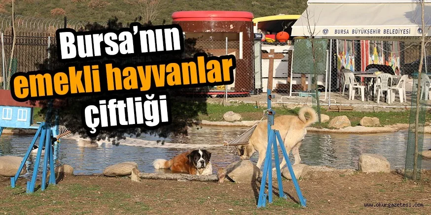Bursa’nın emekli hayvanlar çiftliği