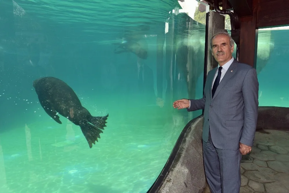 Bursa Zoonun Yeni Misafirleri Fok Ve Penguen