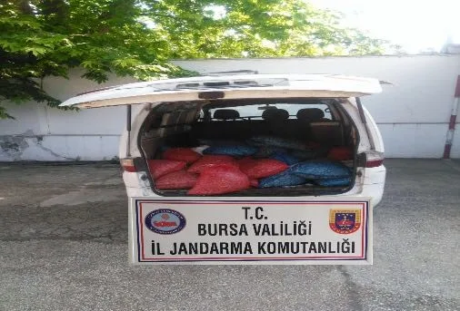 Bursada 1 Ton Kaçak Midye Ele Geçirildi