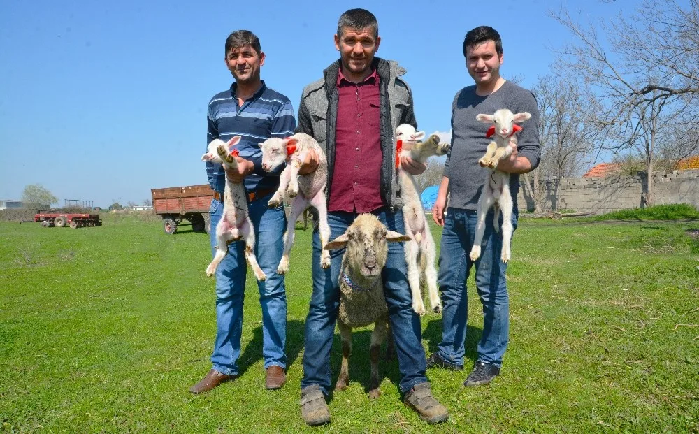 Bursada Bir Koyun Dördüz Doğurdu