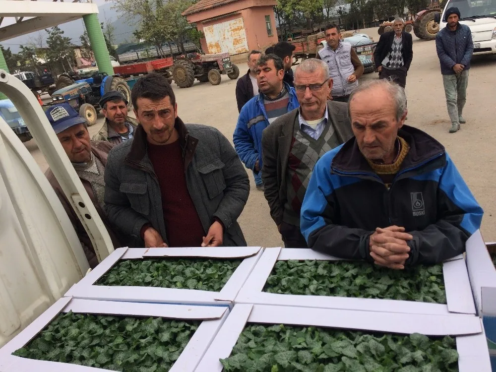 Bursada Çiftçilere 150 Bin Kabak Fidesi Dağıtıldı