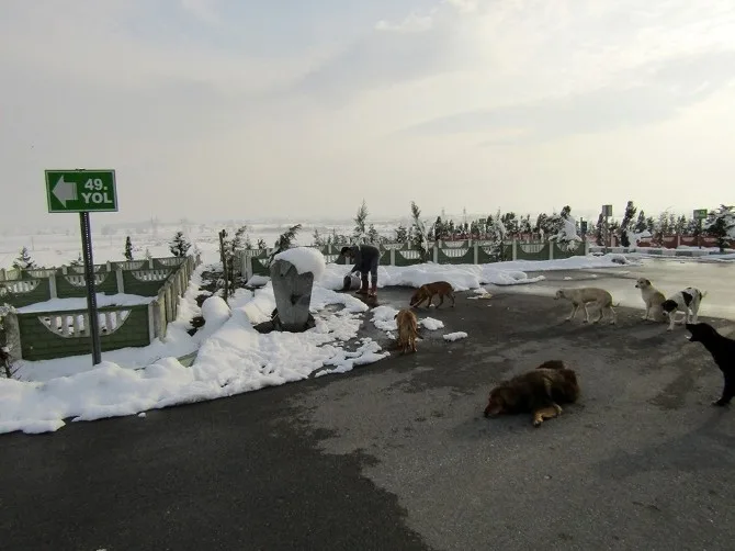 Büyükşehirden Sokak Hayvanlarına Yönelik Yeni Uygulama